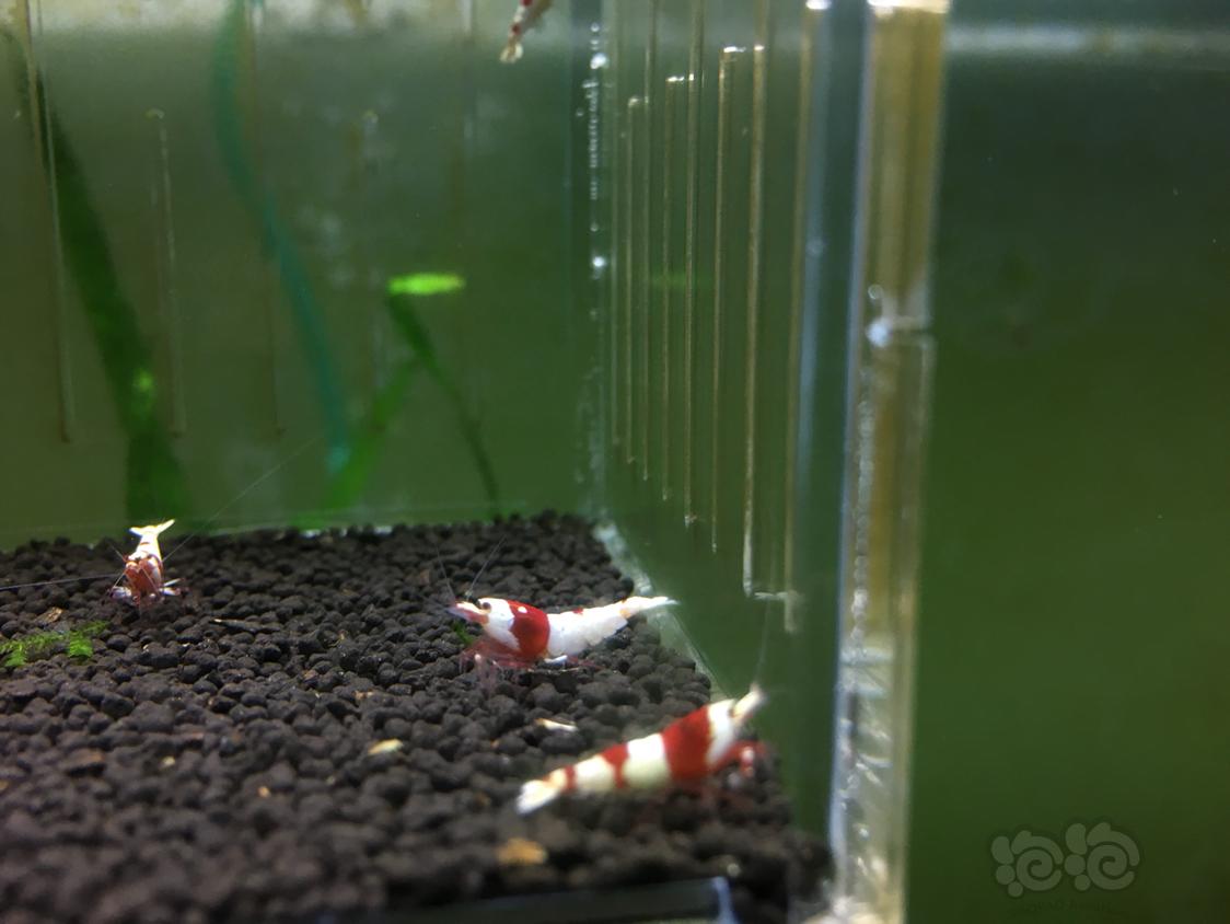 【虾】2019-04-15#RMB拍卖红白水晶虾十只-图5