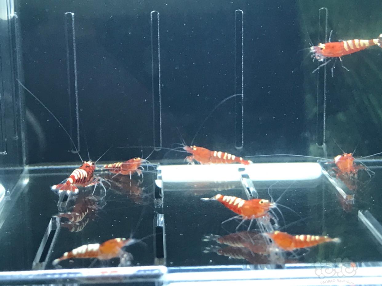 【虾】2019-4-20#RMB拍卖标准红斑马一组（9只）-图6
