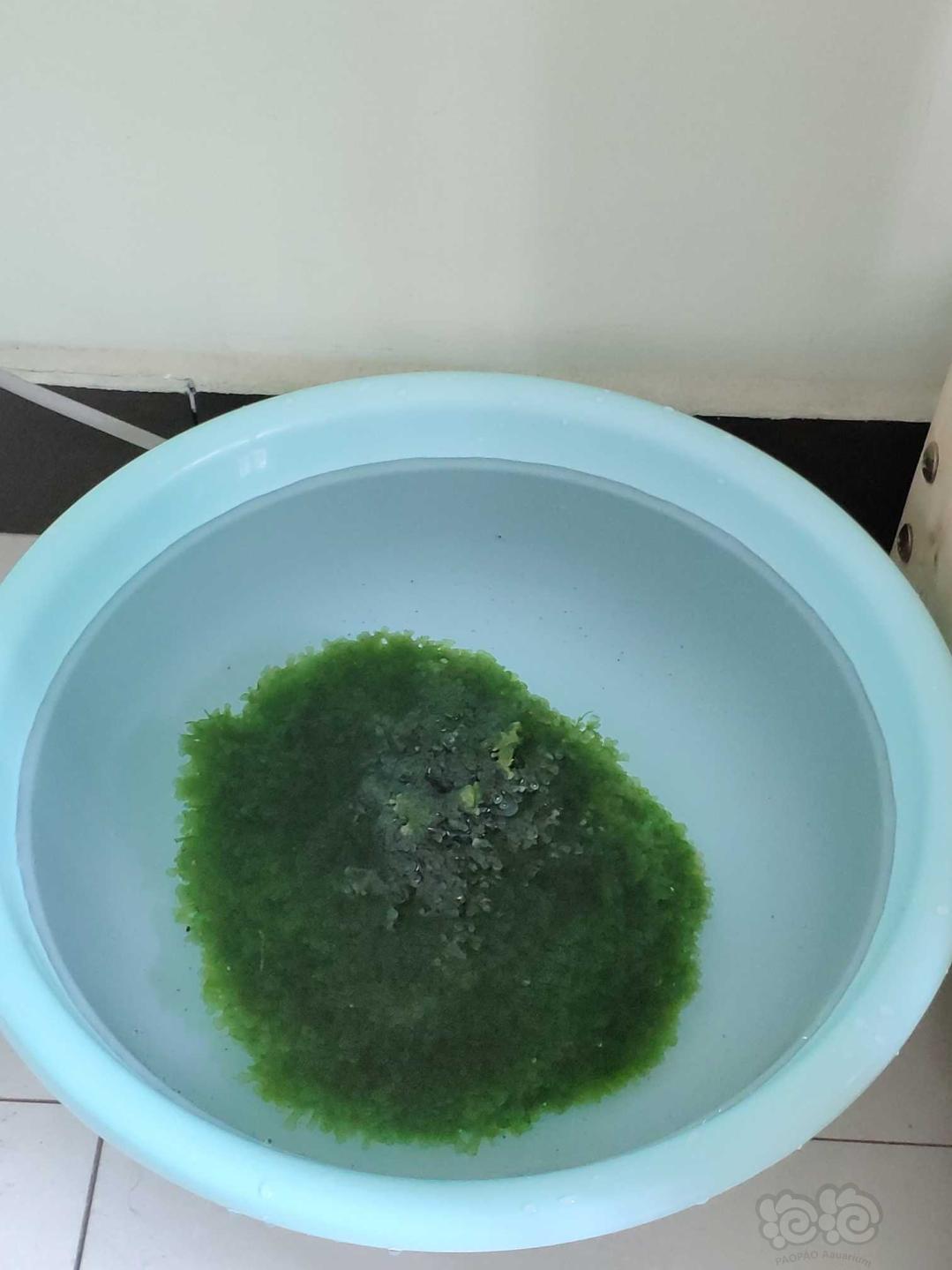 【用品】2019-04-22#RMB拍卖怪蕨莫丝半斤左右-图5