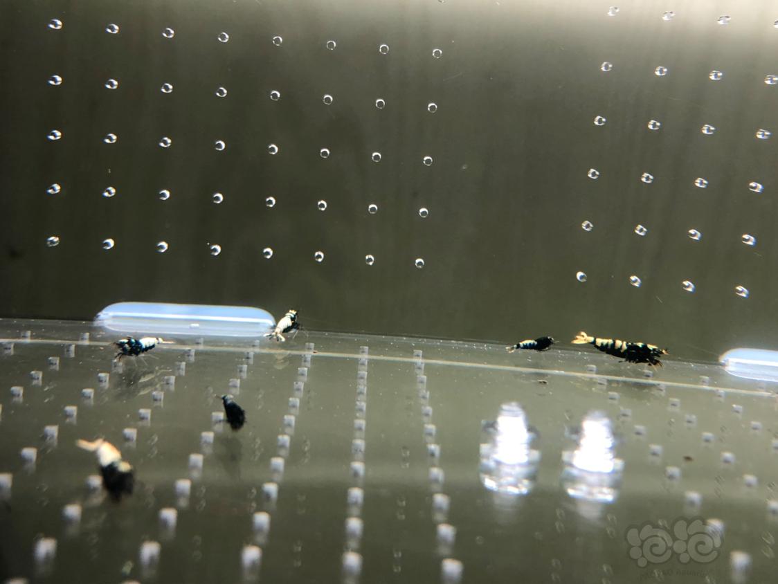 【虾】2019-04-30#RMB拍卖黑银河水晶虾20只-图2