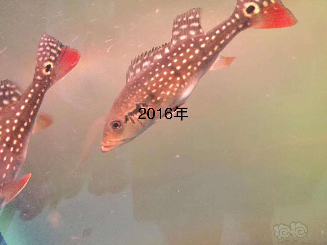 【龙鱼】两条野帝王的成长史，2015—2019继续更新中-图2