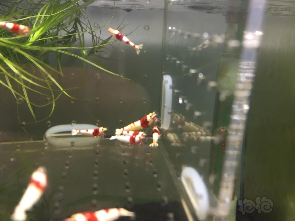 【虾】2019-04-16#RMB拍卖红白水晶虾十只-图1
