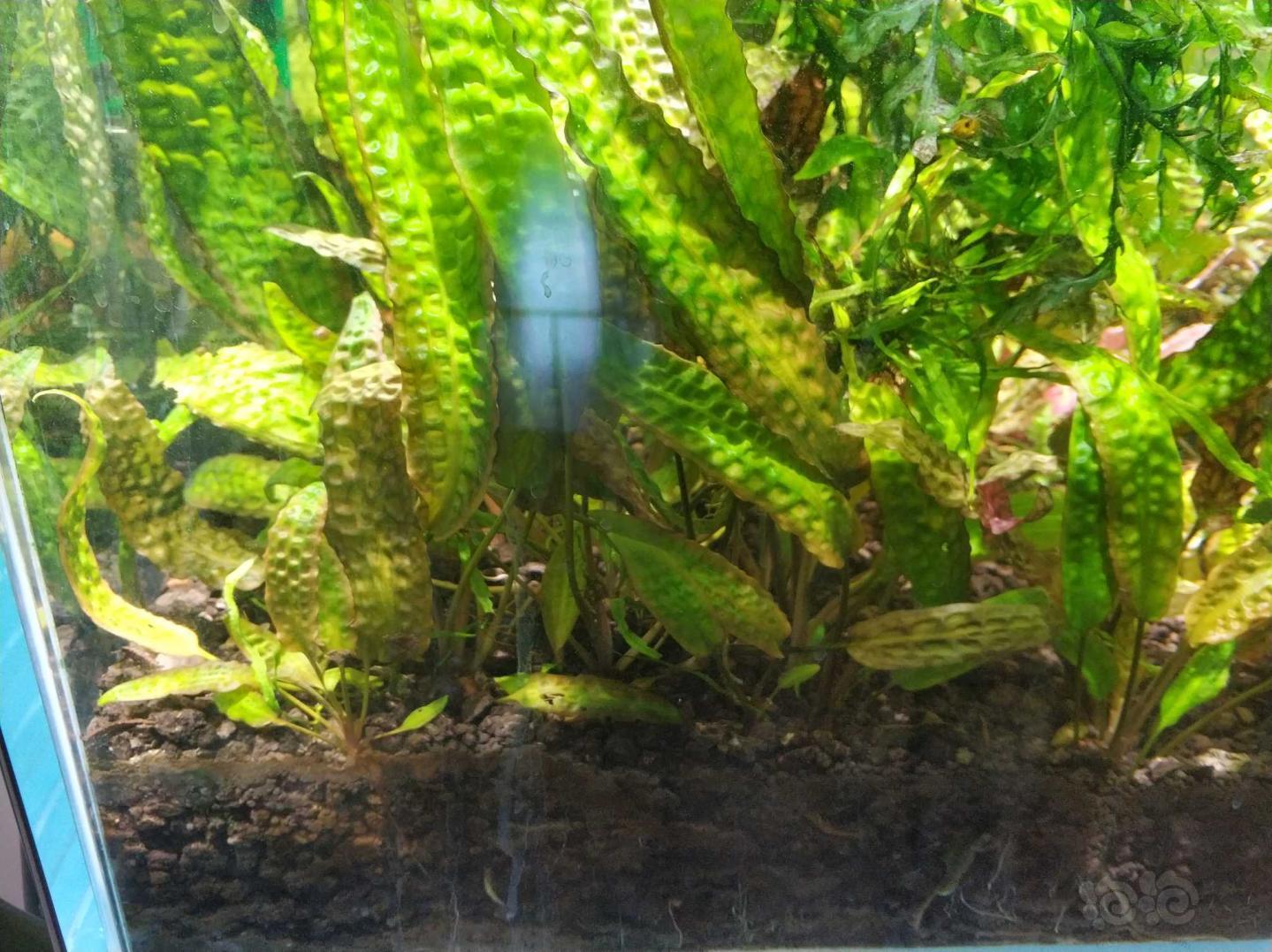 凤梨椒草5颗 黑菠萝椒草1颗50元,邮费自理