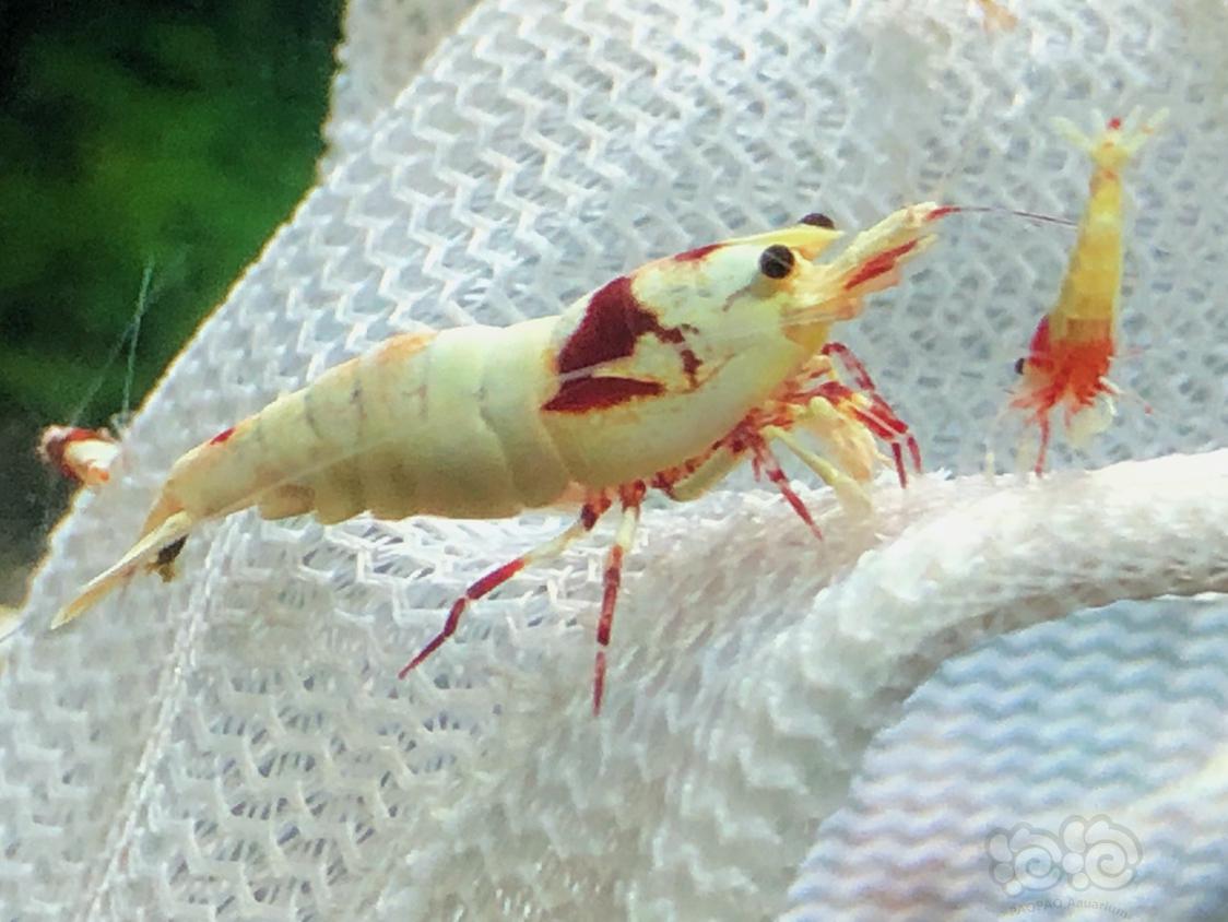 【虾】2019– 4-14#RMB拍卖系统红白种虾两公两母-图1