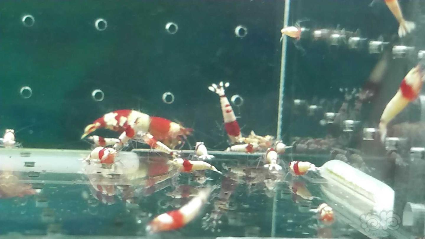 【虾】2019-04-03#RMB拍卖纯血红白水晶虾一份50只-图7