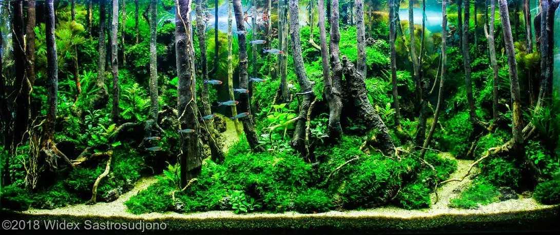 【沉木】树林景素材-图9