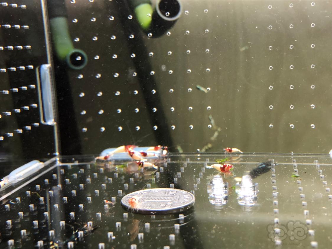 【虾】2019-04-10#RMB拍卖红拼头水晶虾20只-图5