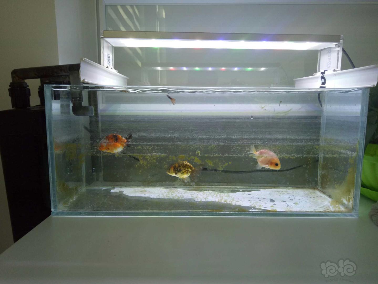 【金鱼】办公室弄了个小缸 怎么才能爆丝藻啊-图2