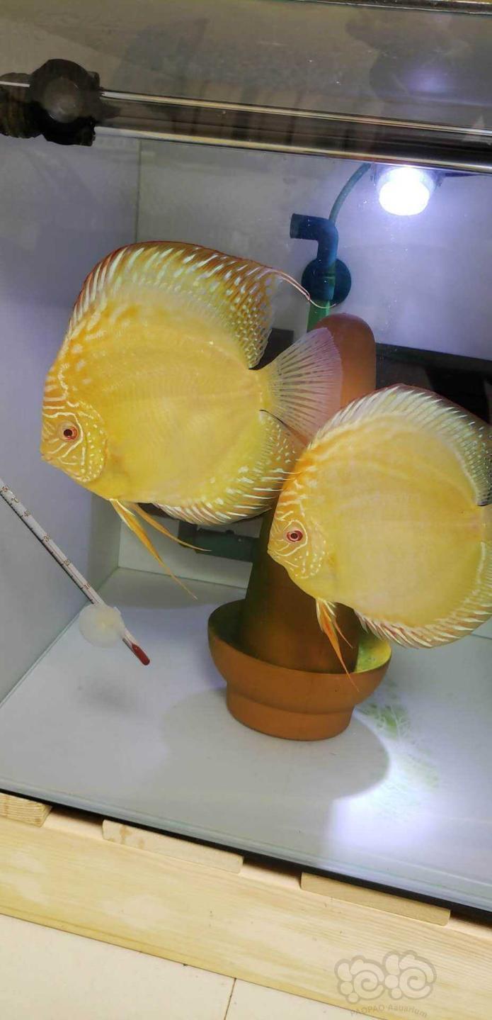 热带鱼出七彩神仙鱼黄金