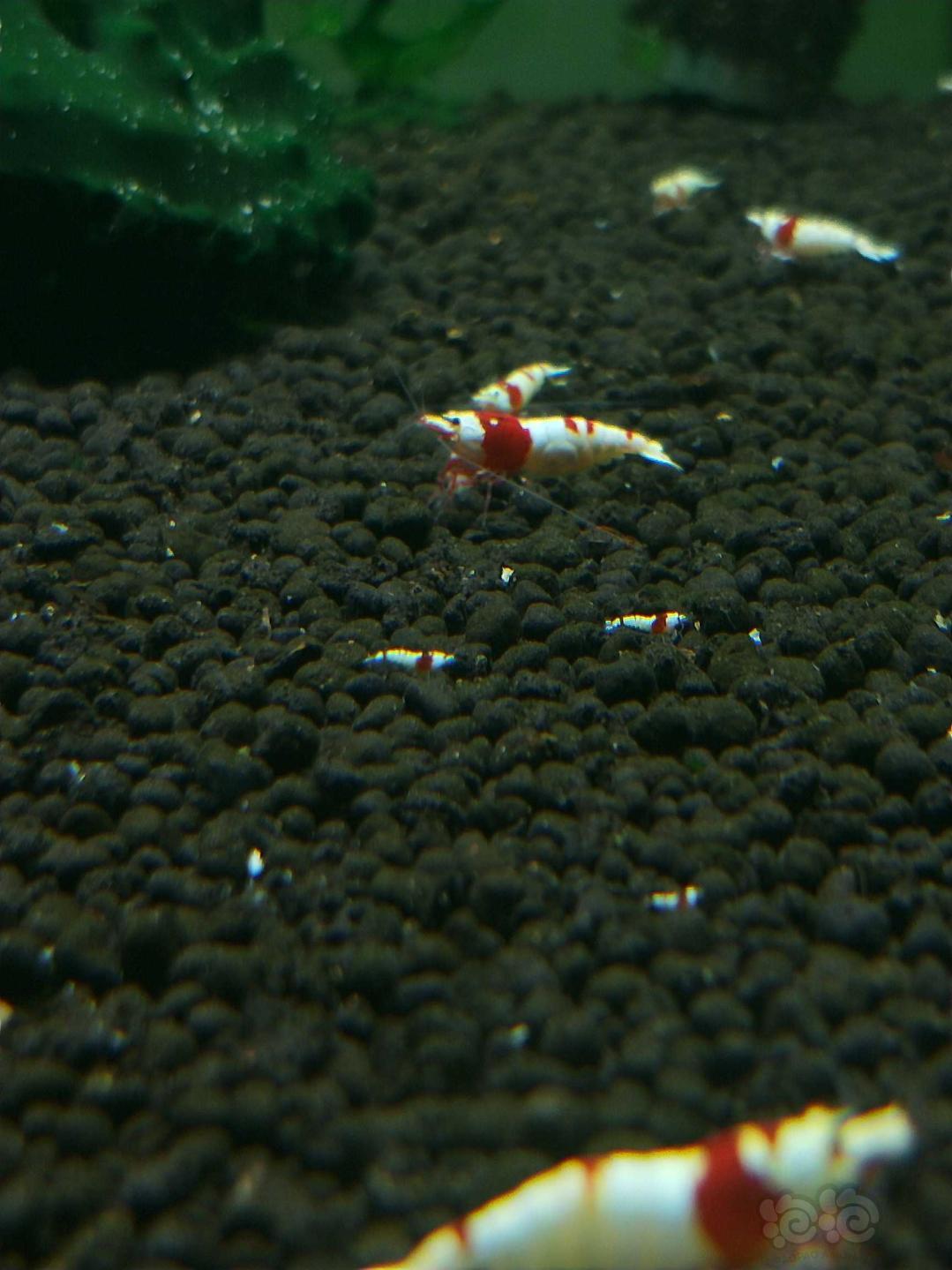 出红白水晶虾-图6