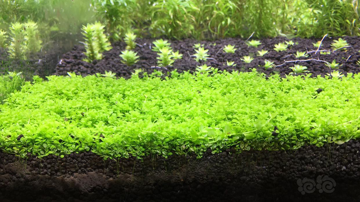 迷你矮珍珠草坪1010cm状态看图