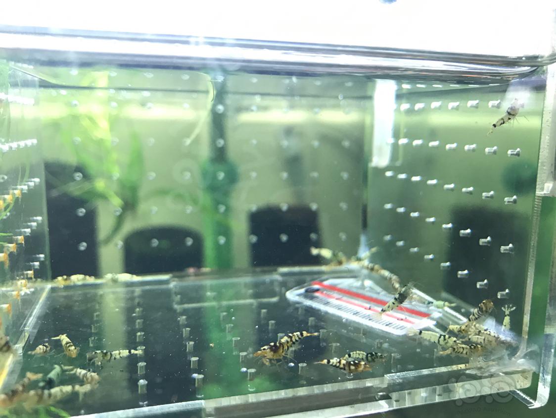 【虾】2019-4-8#RMB拍卖黑虎晶一份30只-图3