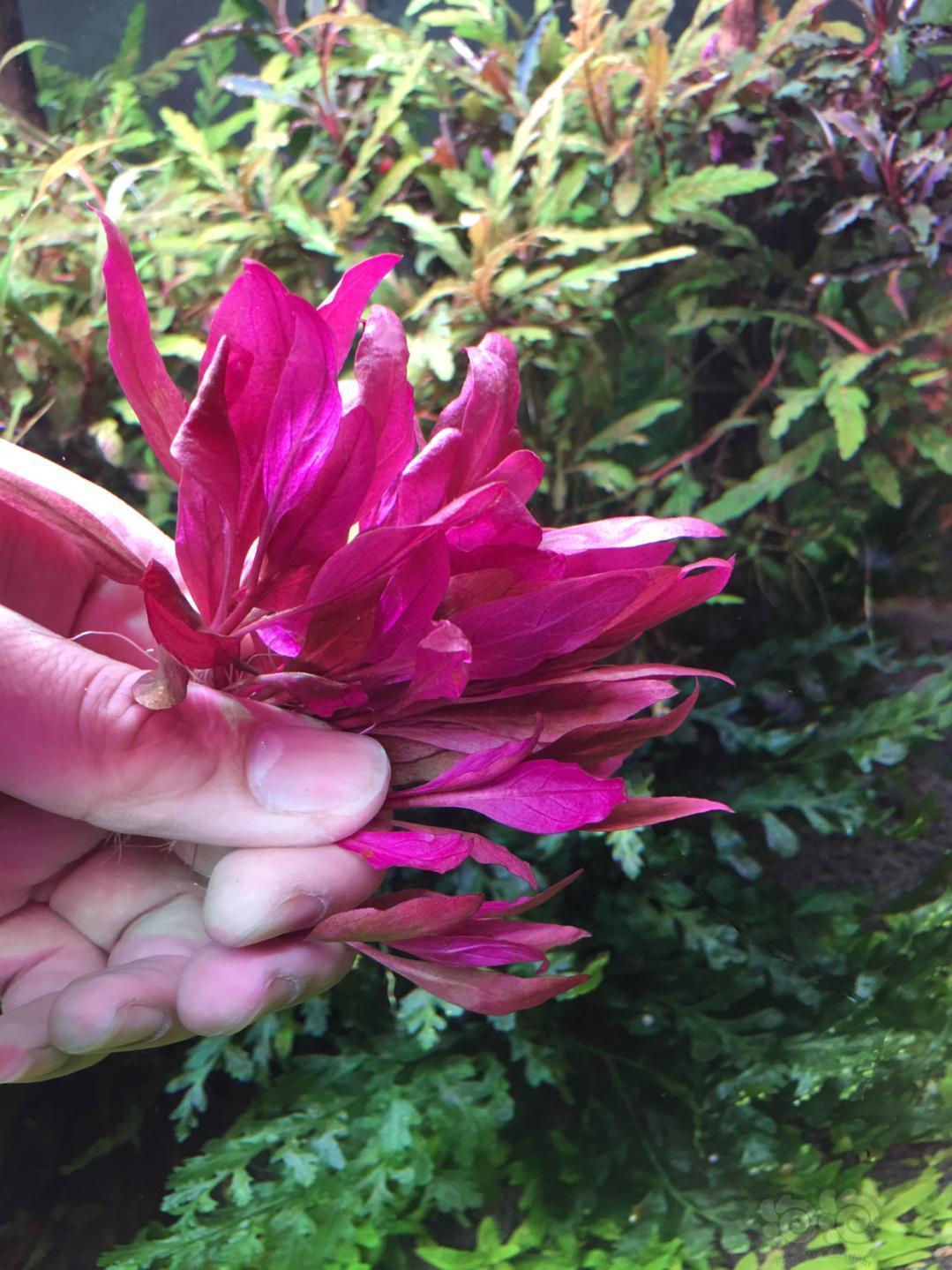 广州#包邮#出羽裂水蓑衣,丹麦大红玫瑰,北美丁香 送夕烧鹿角苔