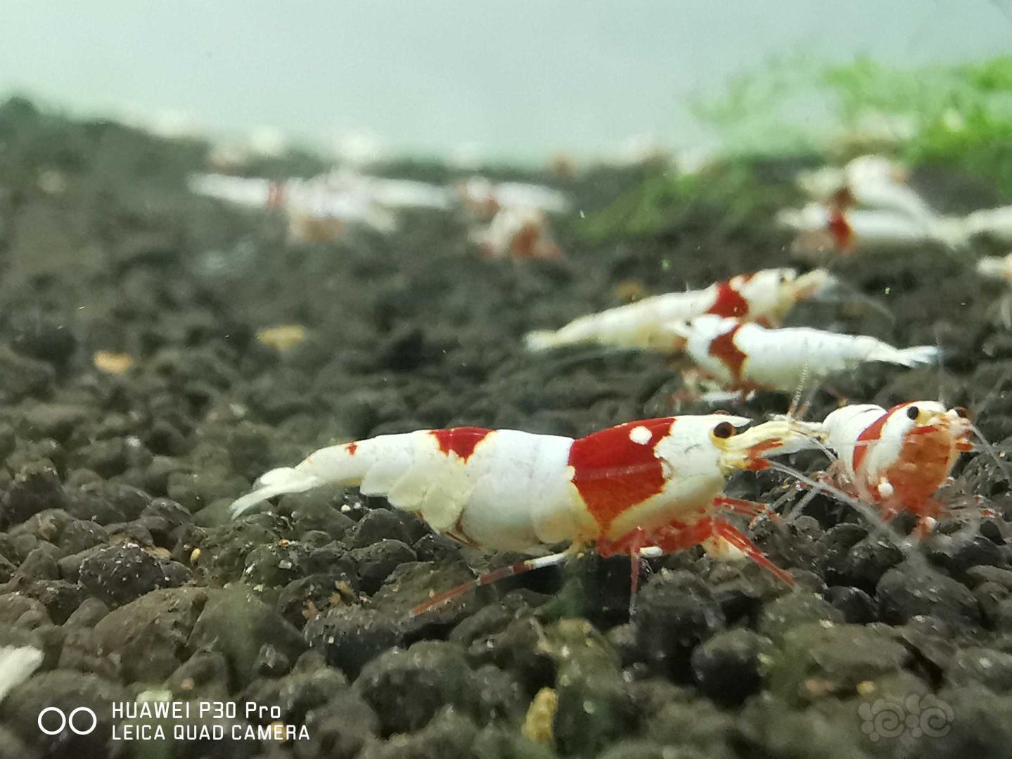 【虾】2019-4-18#RMB拍卖红白水晶虾3只-图3