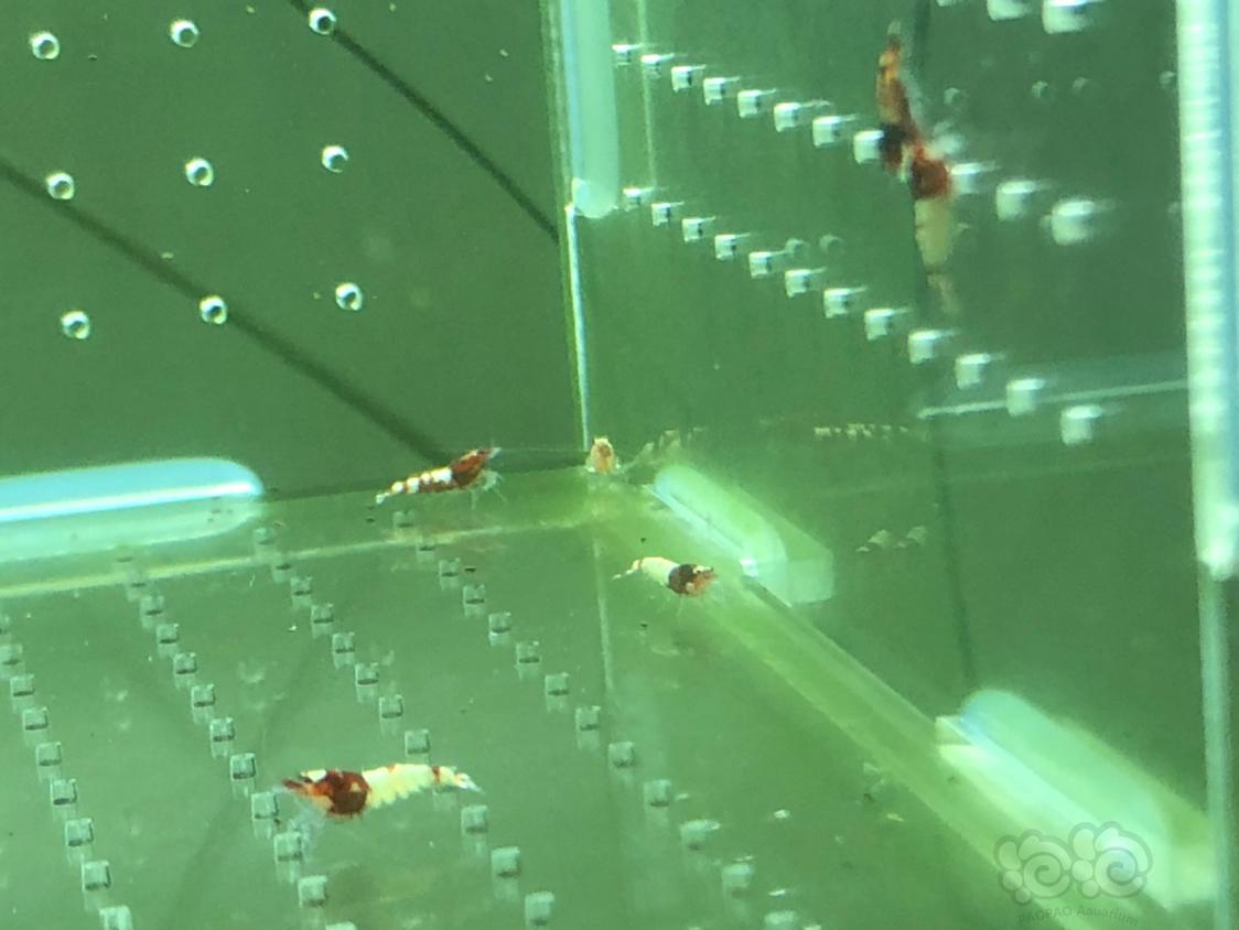 【虾】2019-04-30#RMB拍卖红姘头幼虾20只-图8