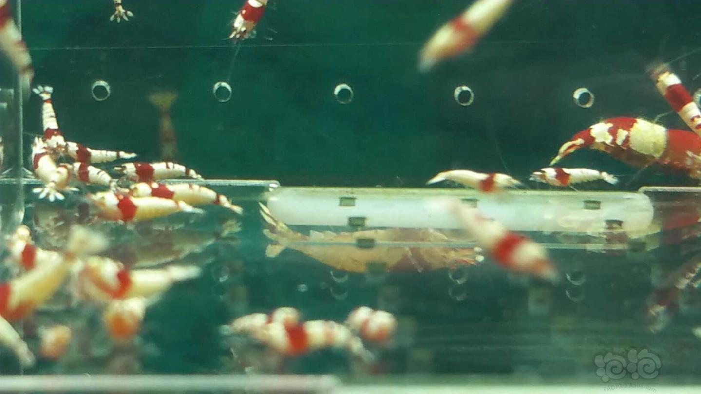 【虾】2019-04-03#RMB拍卖纯血红白水晶虾一份50只-图1