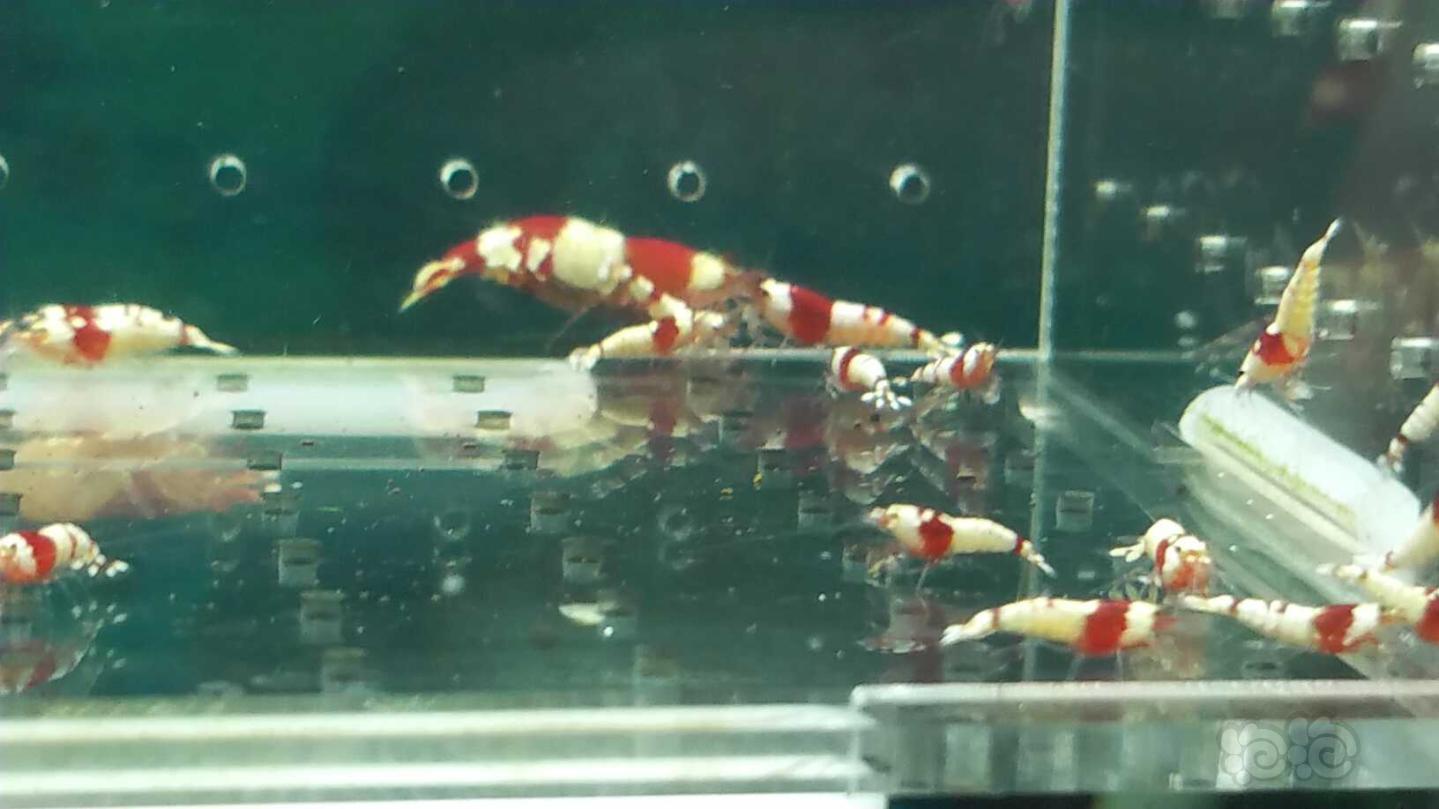 【虾】2019-04-03#RMB拍卖纯血红白水晶虾一份50只-图3