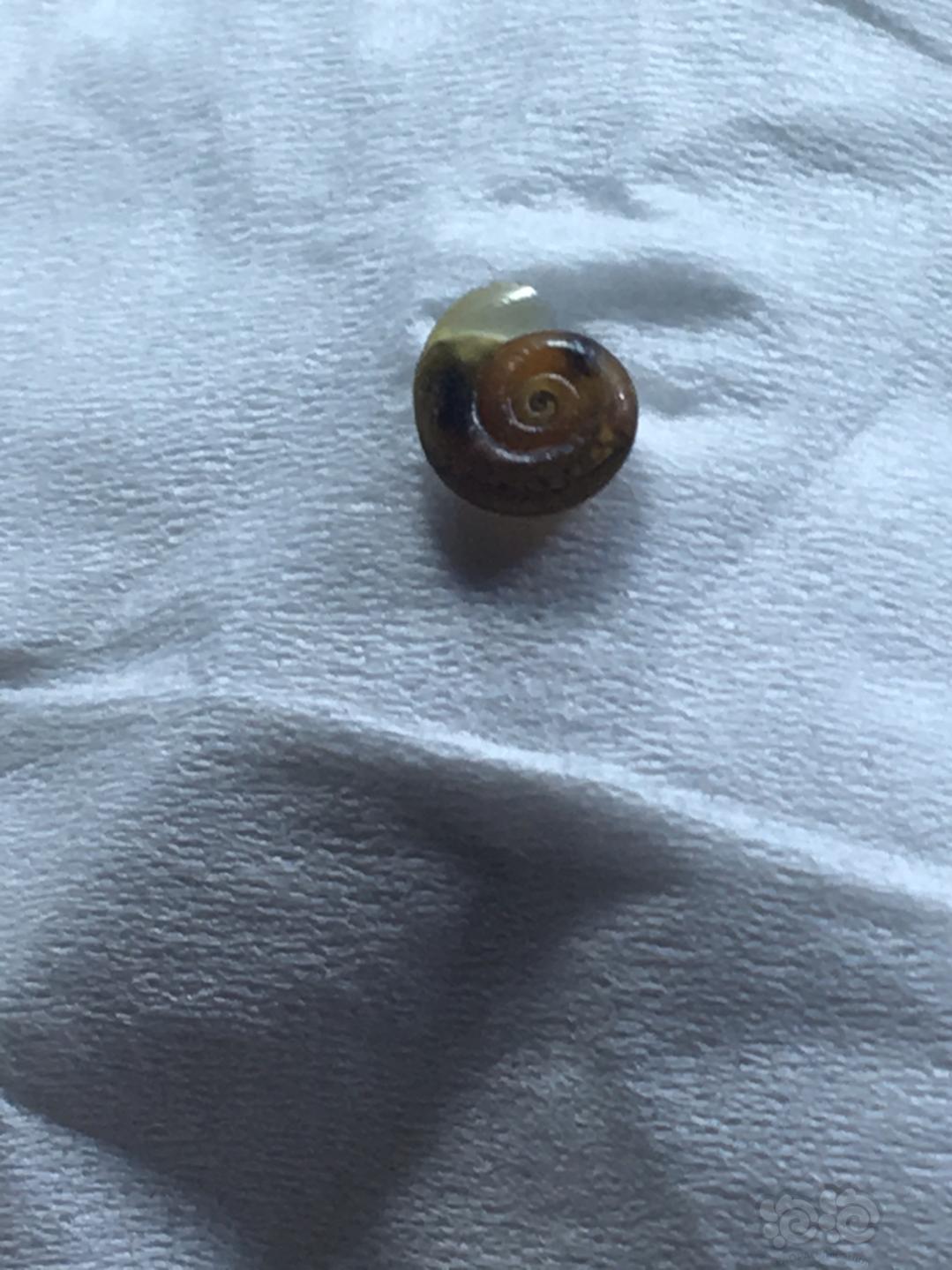 这是什么螺在鱼缸发现的