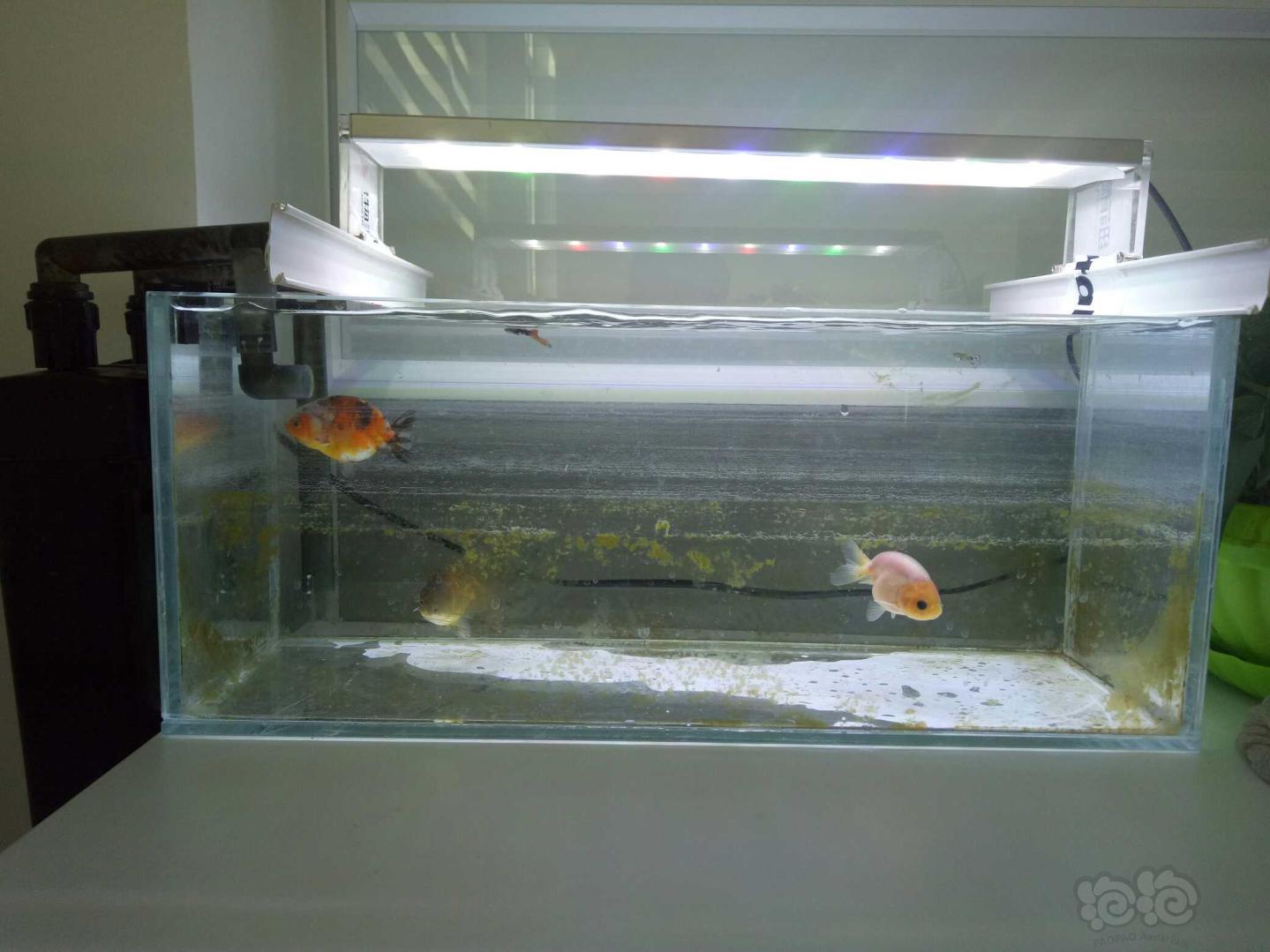 【金鱼】办公室弄了个小缸 怎么才能爆丝藻啊-图1