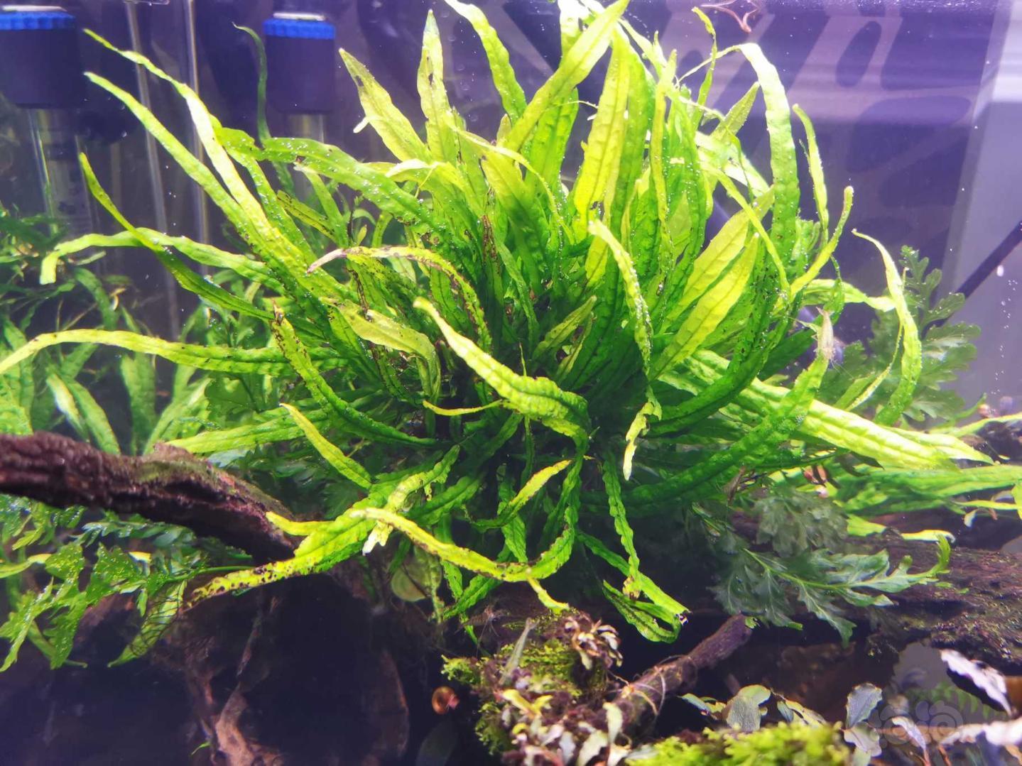 【出售】出点细叶铁-图1