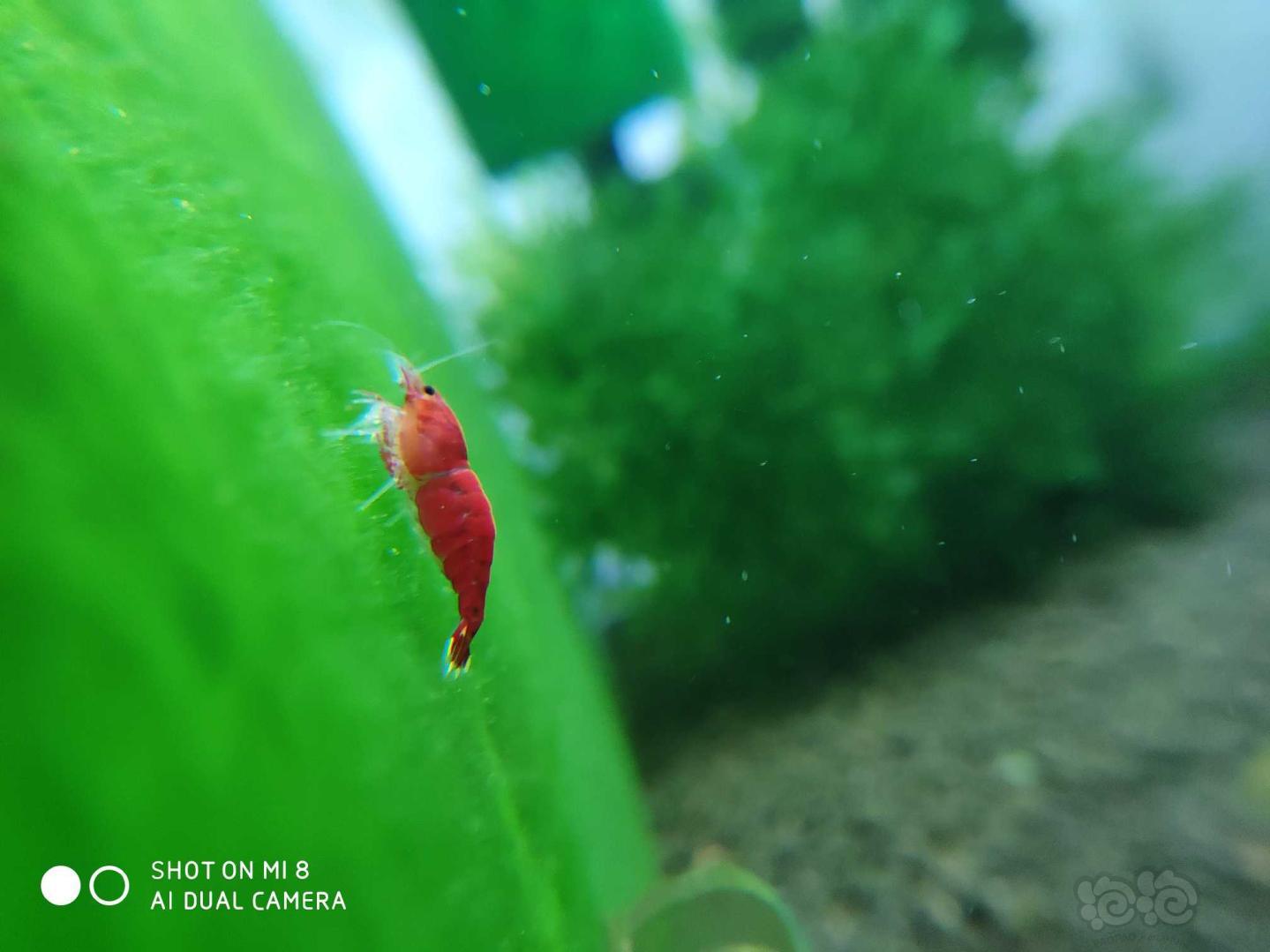 小红虾-图4