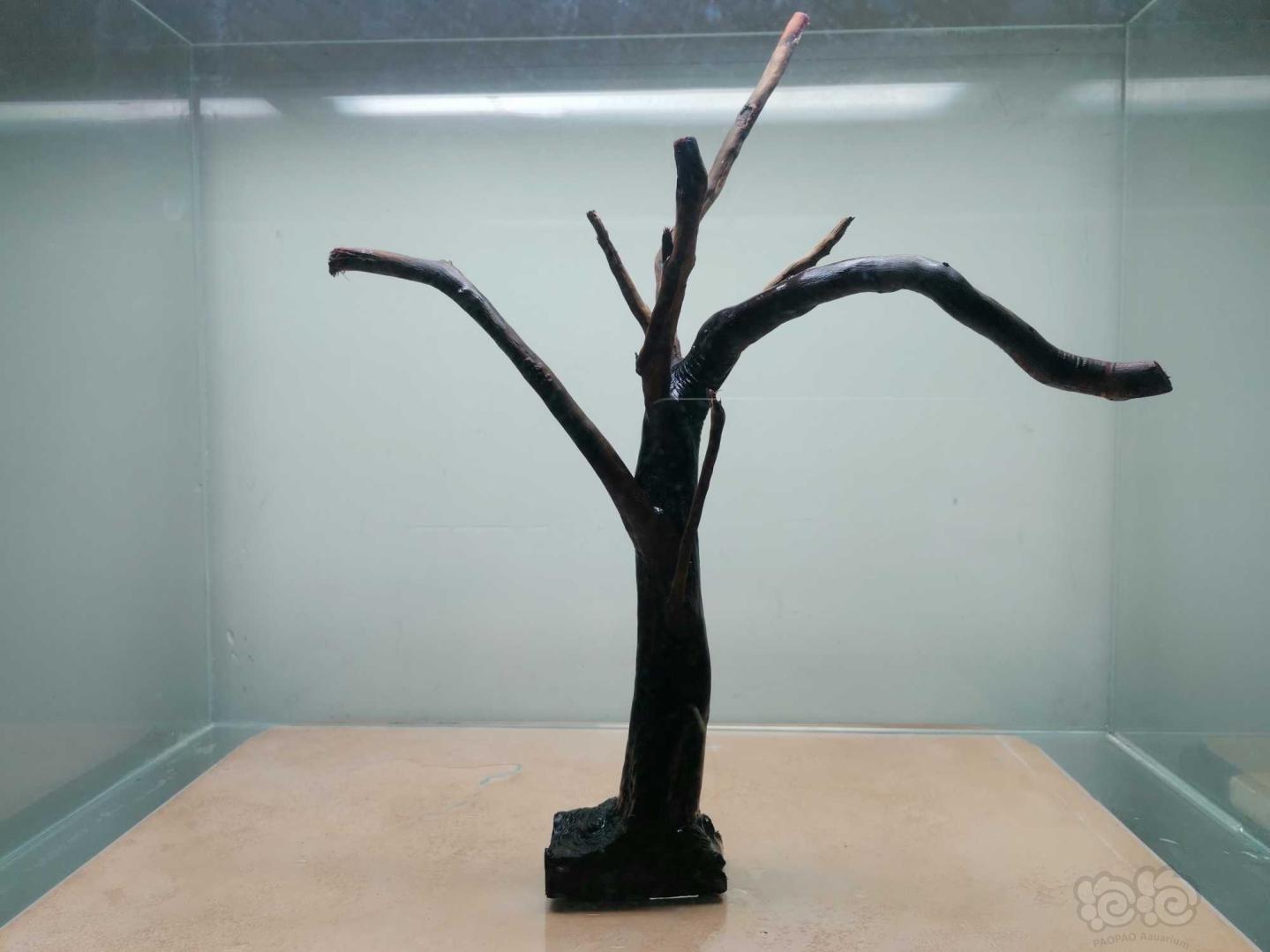【出售】树形沉木-图1