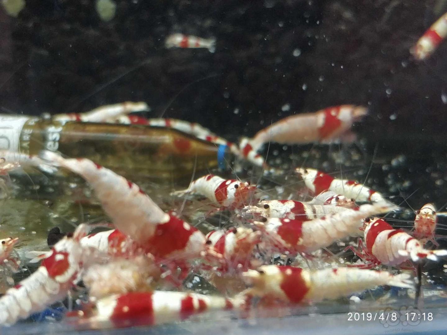 红白水晶虾-图5