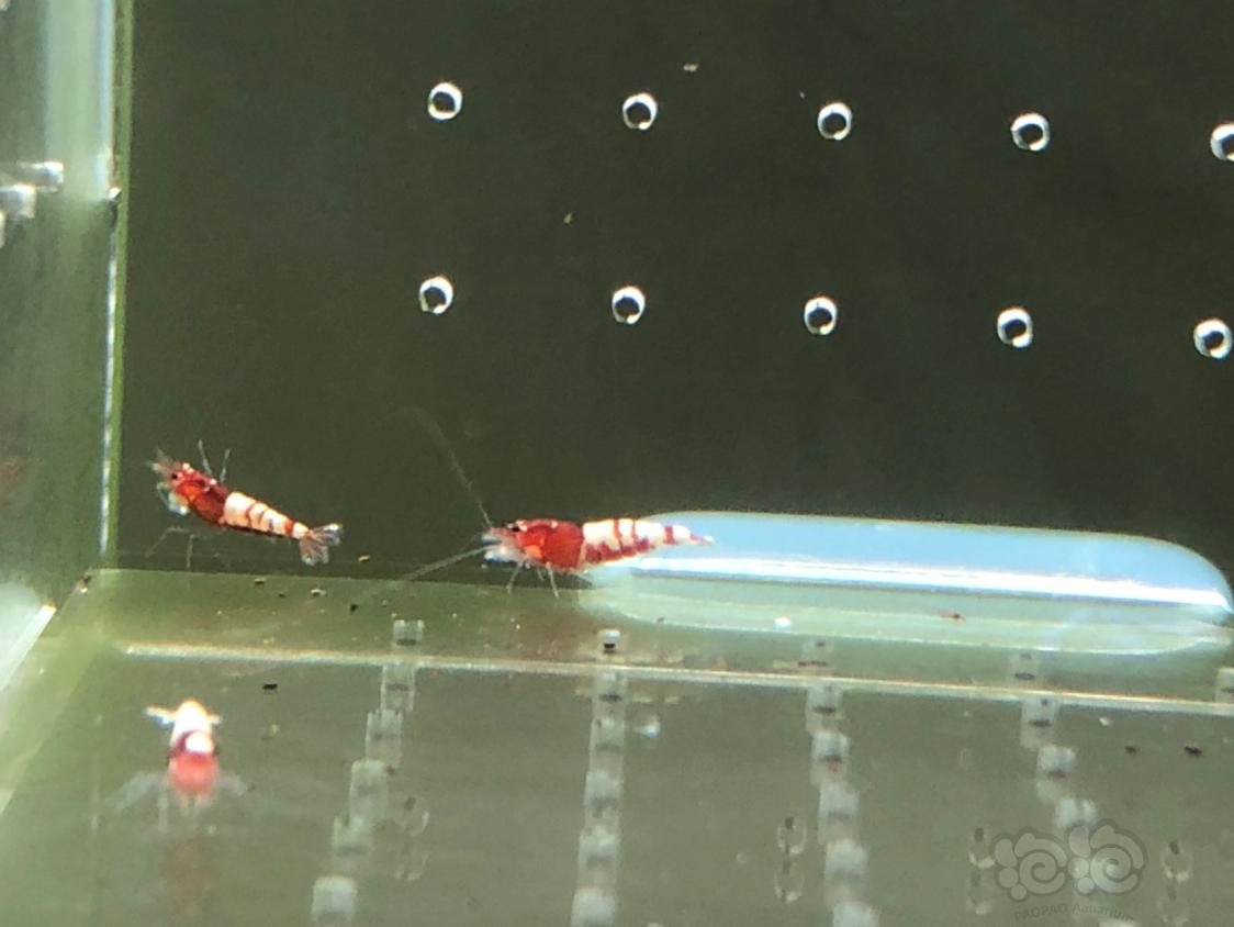 【虾】2019-04-30#RMB拍卖红姘头幼虾20只-图7