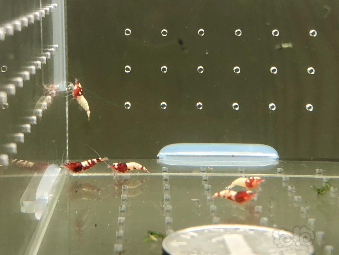 【虾】2019-04-26#RMB拍卖红姘头幼虾20只-图7