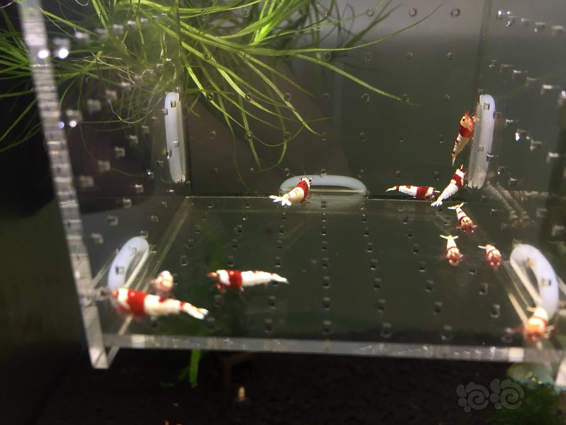【虾】2019-04-16#RMB拍卖红白水晶虾十只-图2