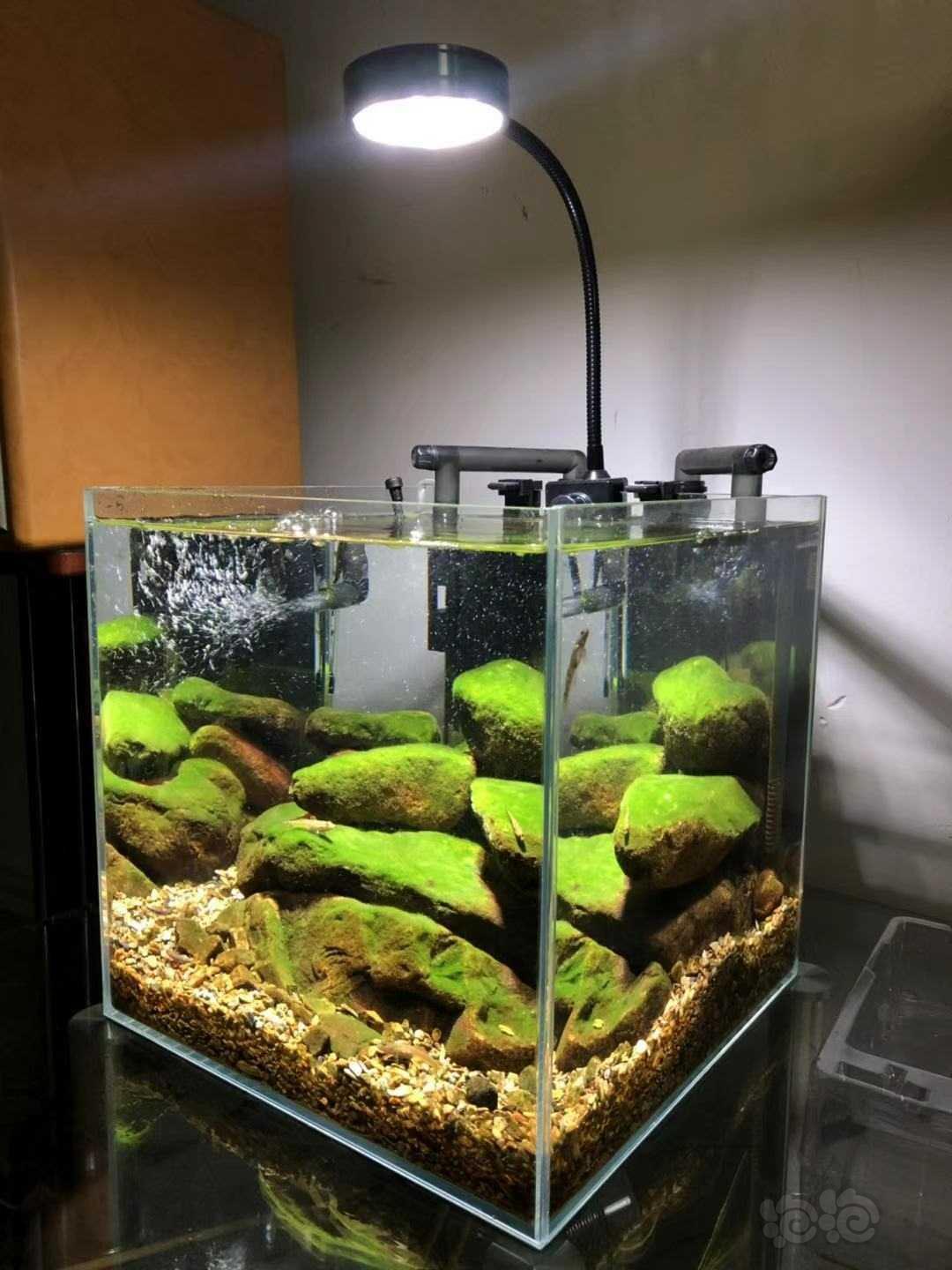 肥料 收翠湖红草液肥及慢收伊罕滤材 泡泡水族