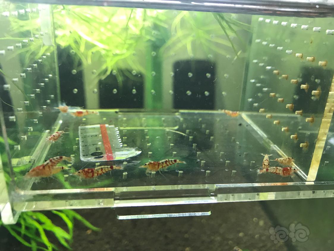 【虾】2019-4-3#RMB拍卖红虎晶一份10只-图4