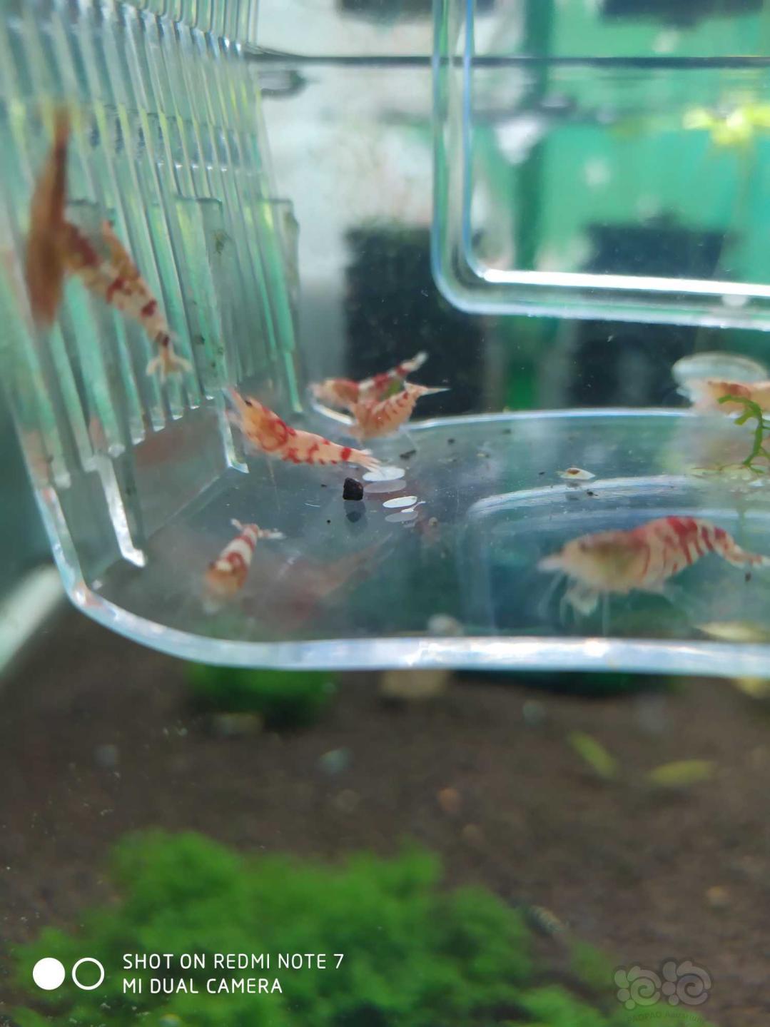 【虾】2019-4-13RMB拍卖红虎晶（花虎）15只-图4
