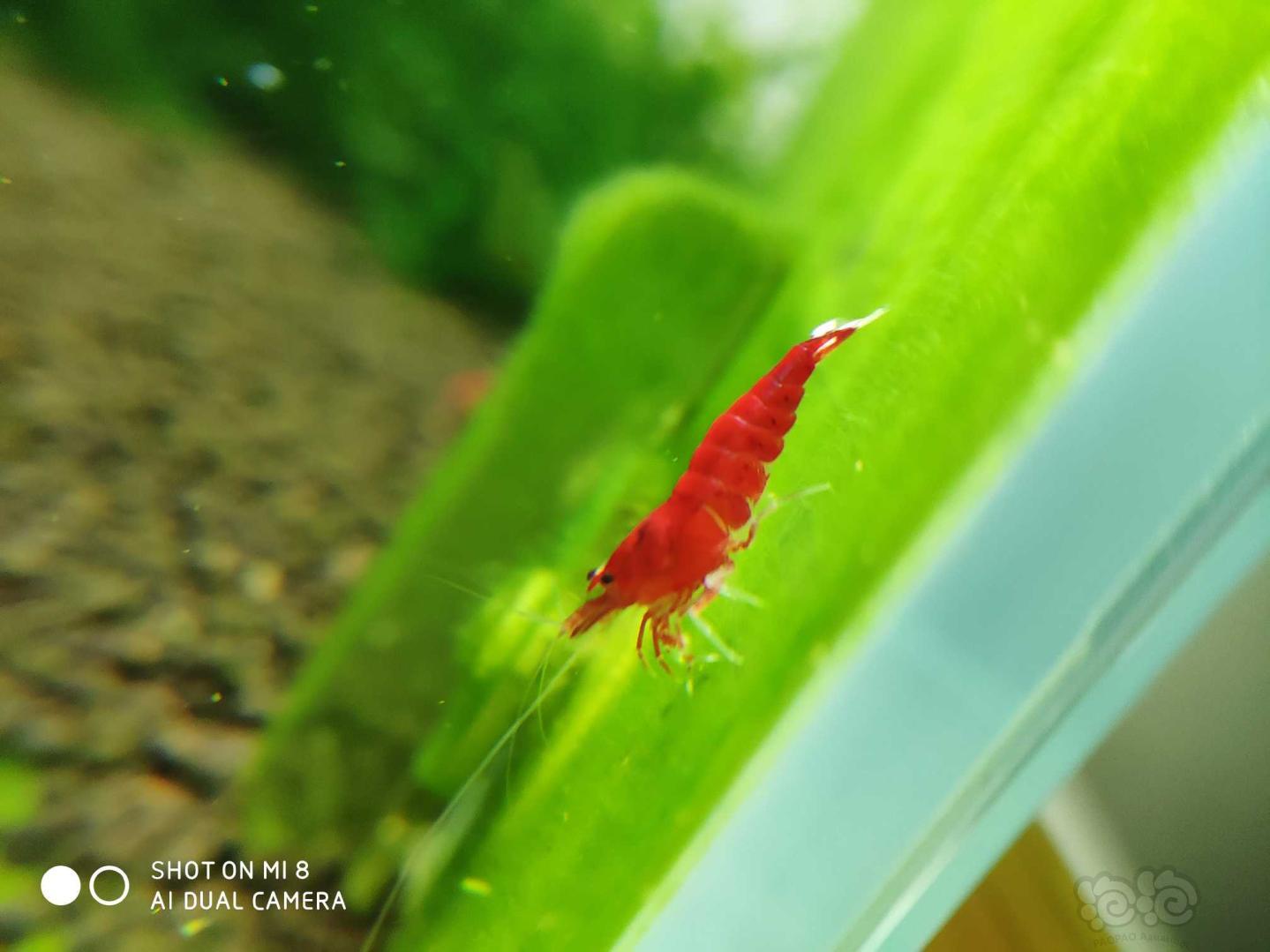 小红虾-图5