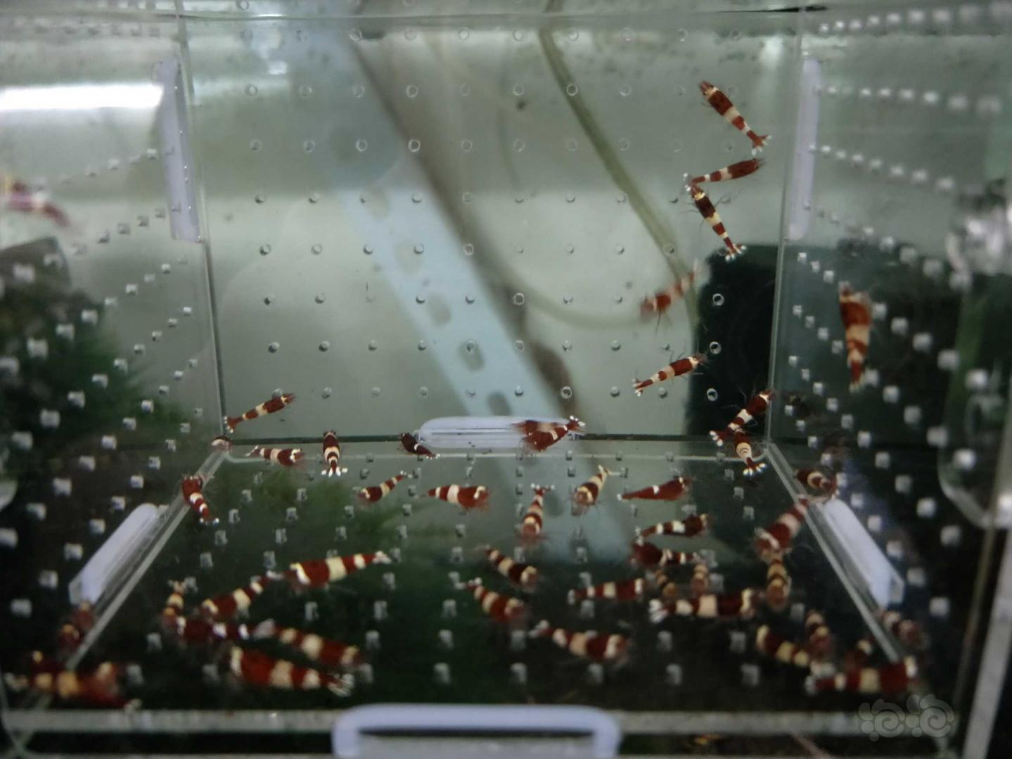 【虾】2019–04–05#RMB拍卖酒红水晶虾一份50只-图3