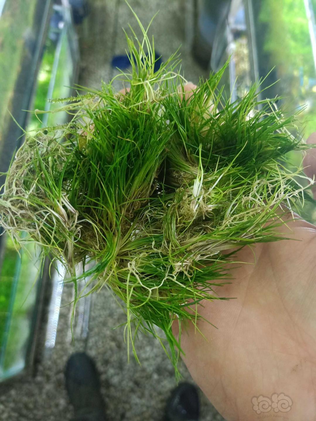 出迷你牛毛趴地矮珍珠迷你矮珍珠坨草