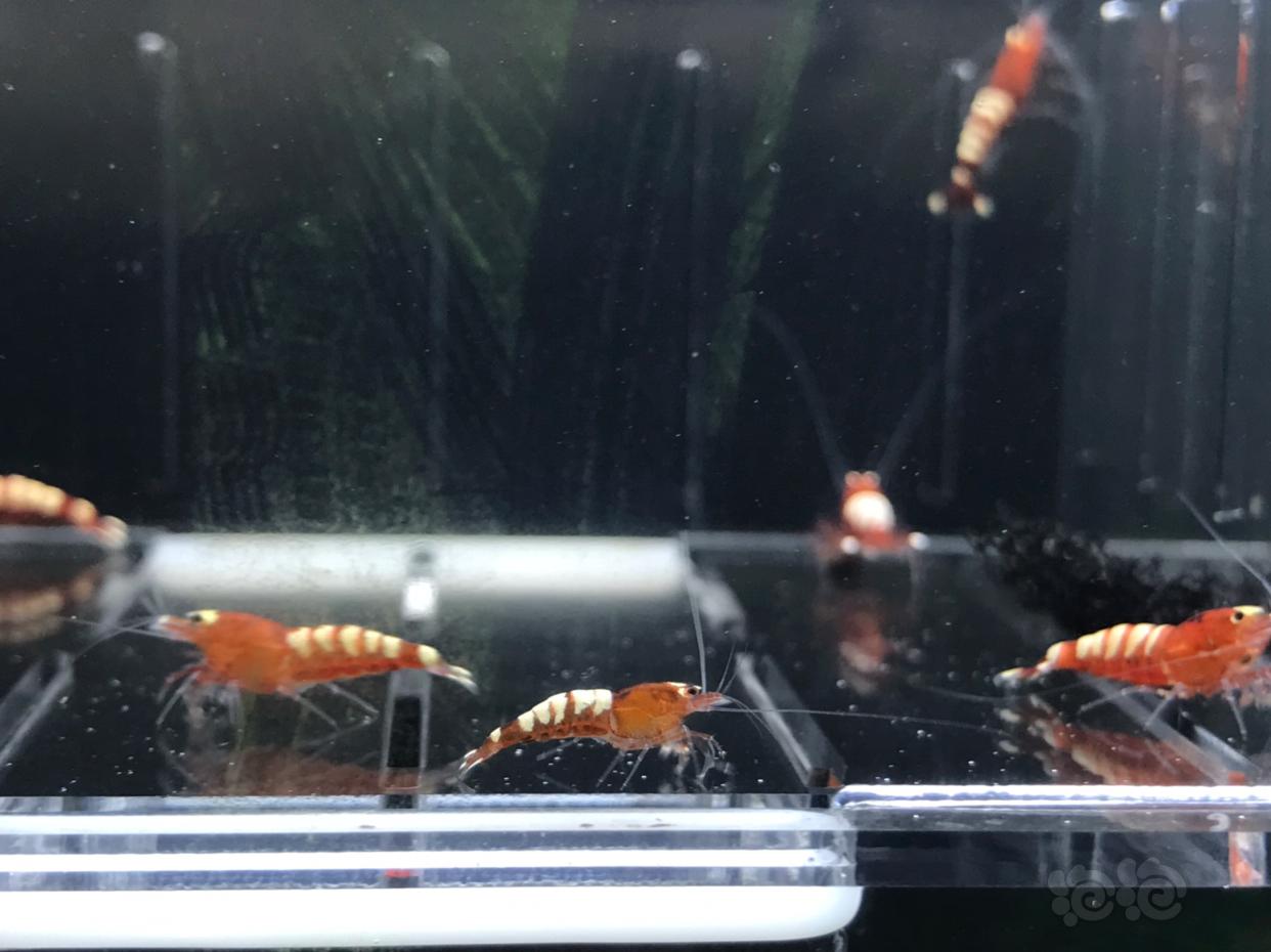 【虾】2019-4-20#RMB拍卖标准红斑马一组（9只）-图5
