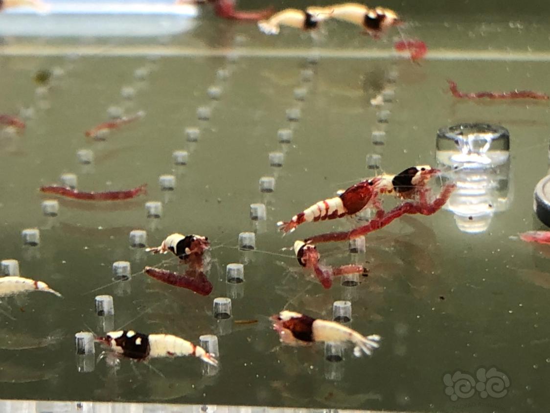 【虾】2019-04-15#RMB拍卖红姘头水晶虾20只-图4