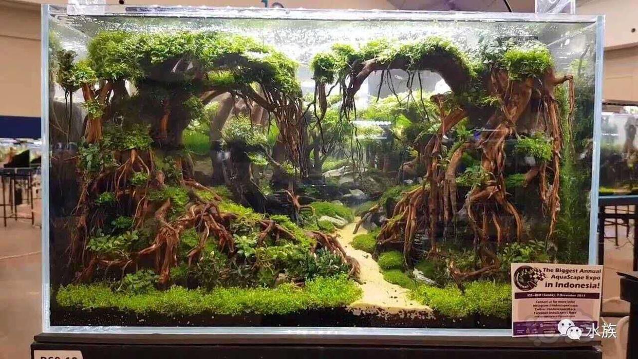 【沉木】杜鹃根枝条造景