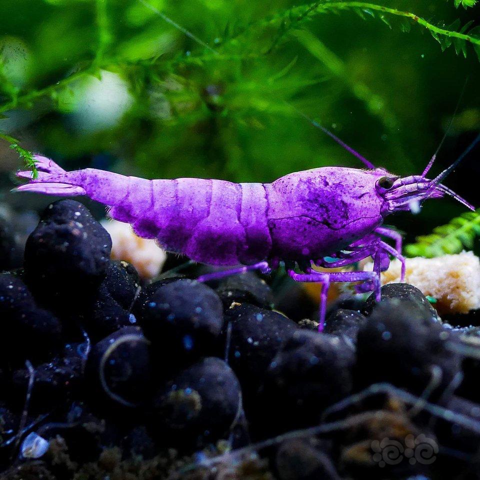 可能性的紫色米虾-图1