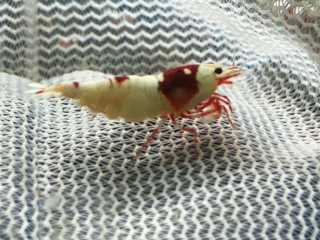 【虾】2019– 4-14#RMB拍卖系统红白种虾两公两母-图3