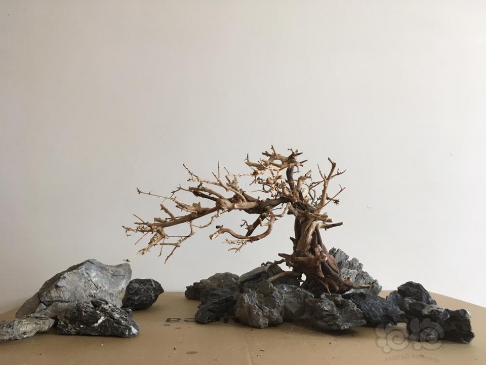 【出售】出莫斯树 巴西沉木 迎客松式石木景-图4