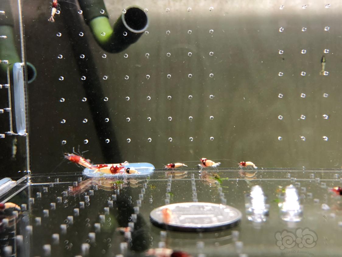【虾】2019-04-10#RMB拍卖红拼头水晶虾20只-图2