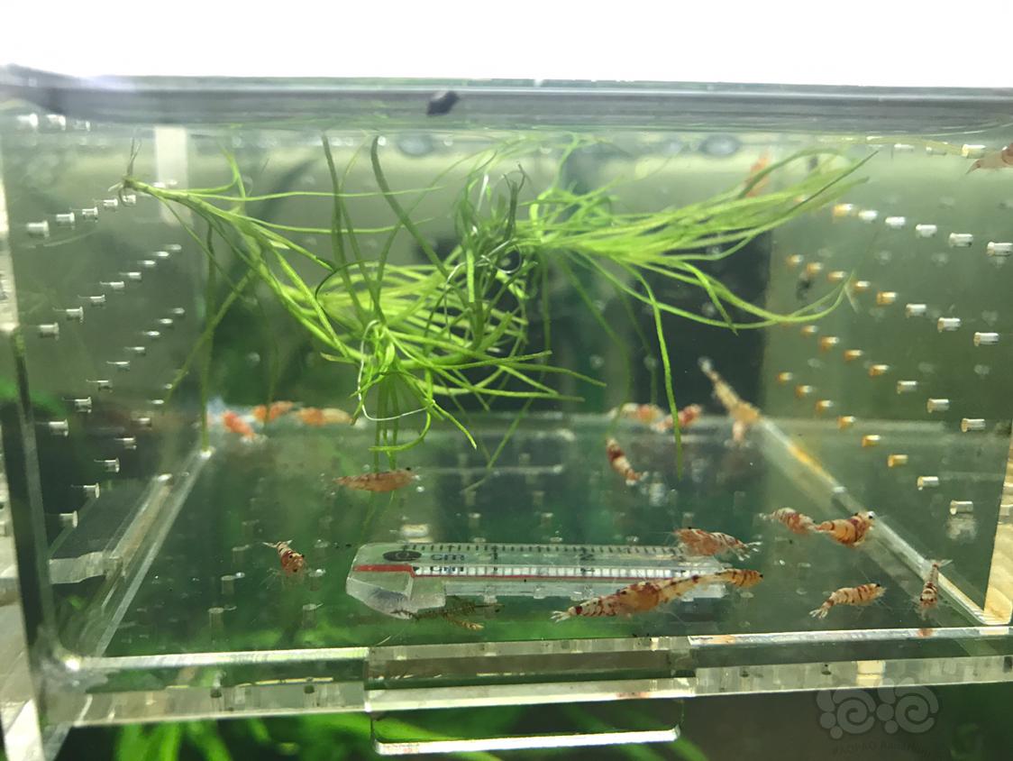 【虾】2019-4-24#RMB拍卖红虎晶一份20只-图3