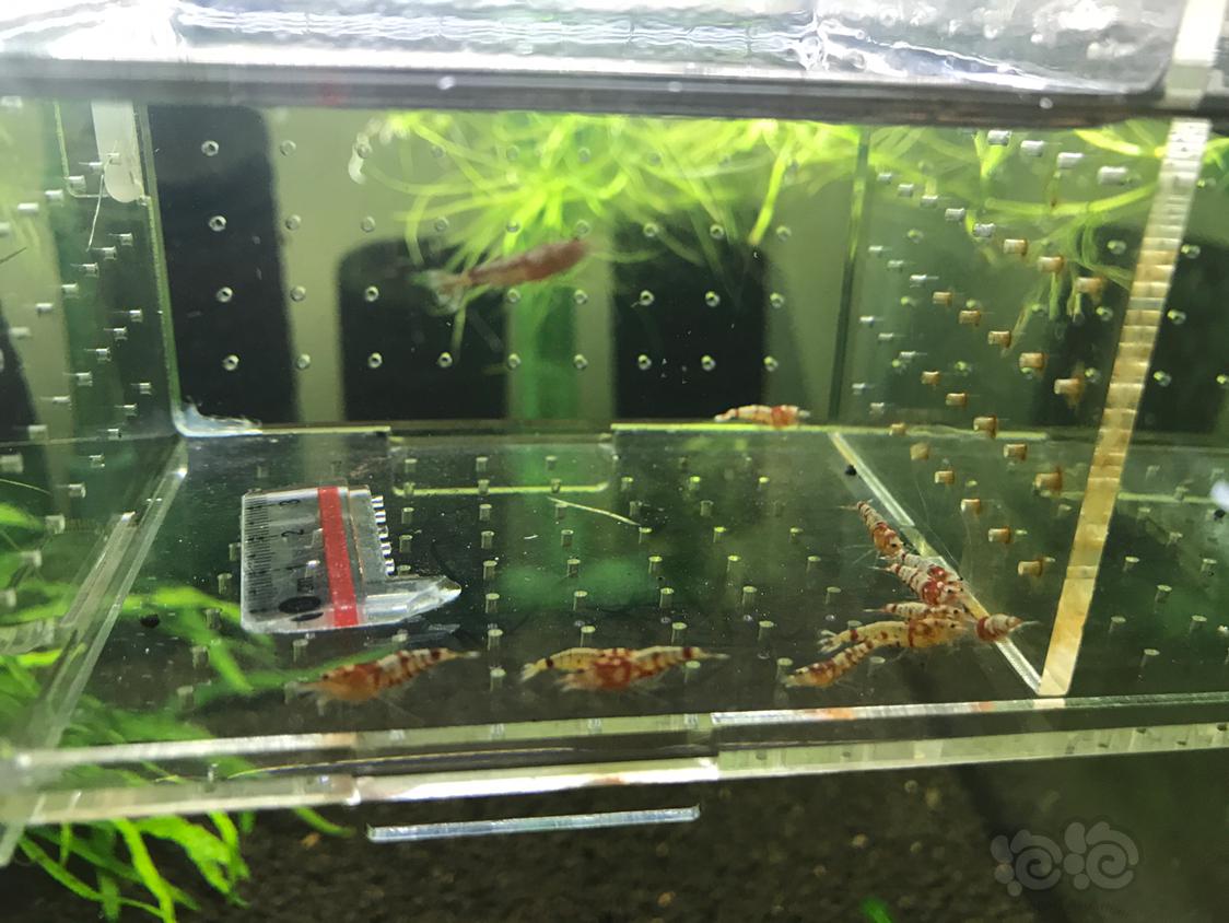 【虾】2019-4-3#RMB拍卖红虎晶一份10只-图3