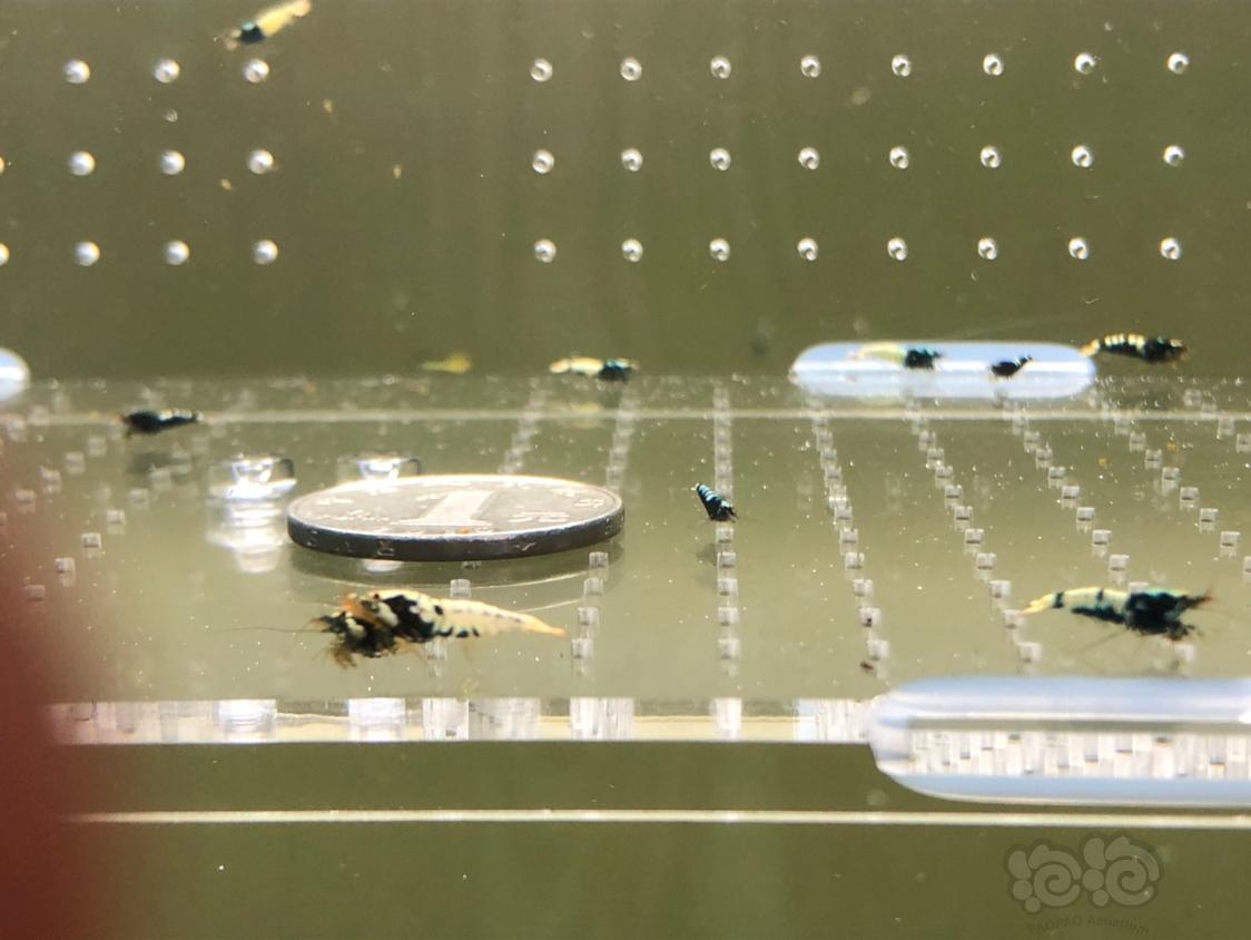 【虾】2019-04-14#RMB拍卖淘汰黑银河幼虾28只-图9