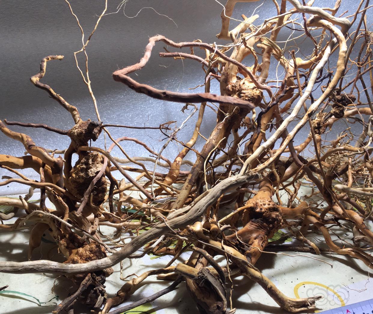 沉木杜鹃根造景枝条