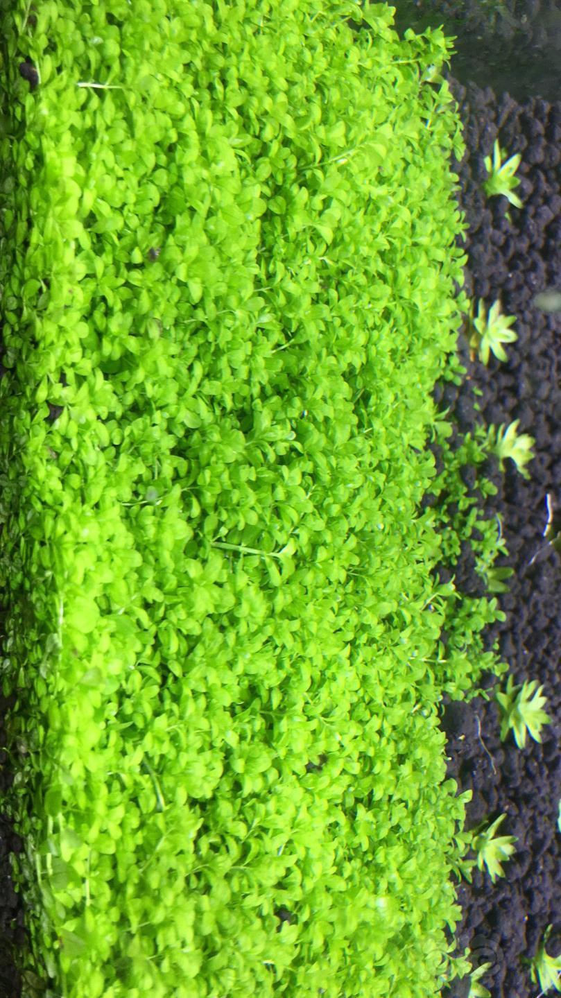 迷你矮珍珠草坪1010cm状态看图