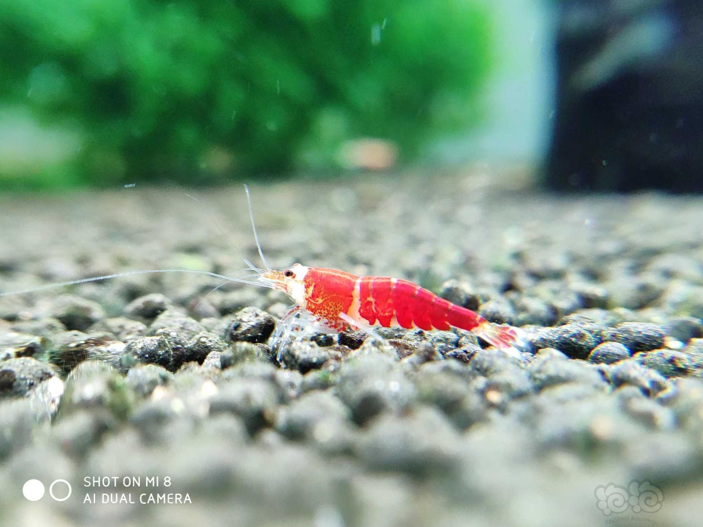 小红虾-图7