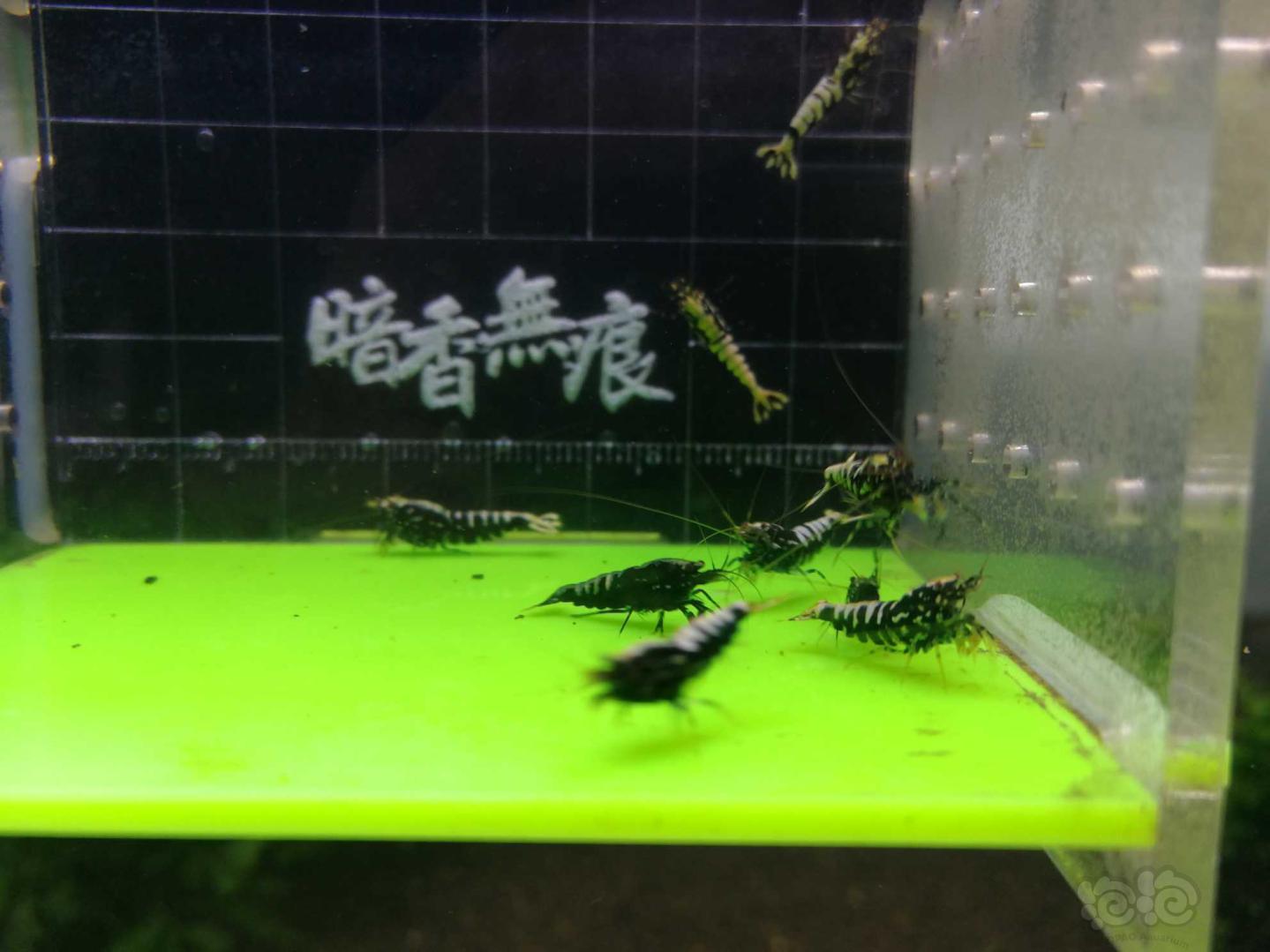 【虾】2019-04-23#RMB拍卖银河鱼骨10只-图6